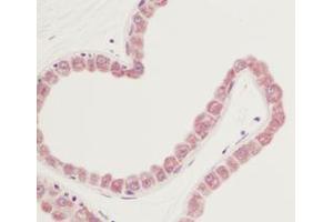 Image no. 1 for anti-Fibroblast Growth Factor 7 (FGF7) antibody (ABIN465624) (FGF7 Antikörper)