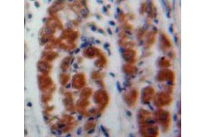IHC-P analysis of Stomach tissue, with DAB staining. (MAEA Antikörper  (AA 136-379))
