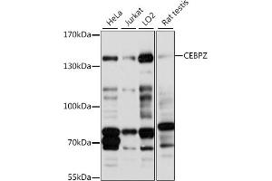 Western blot analysis of extracts of various cell lines, using CEBPZ antibody (ABIN7266162) at 1:1000 dilution. (CEBPZ Antikörper  (AA 1-230))