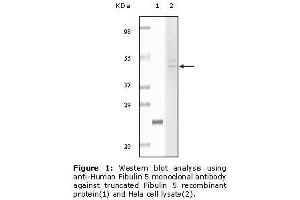 Image no. 2 for anti-Fibulin 5 (FBLN5) antibody (ABIN232102) (Fibulin 5 Antikörper)