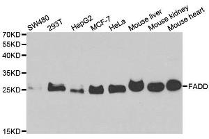 Western blot analysis of extracts of various cell lines, using FADD antibody.