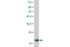 Western Blot detection against Immunogen (19. (IFNA2 Antikörper  (AA 24-188))