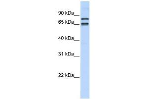 PHF20L1 antibody used at 0. (PHF20L1 Antikörper  (N-Term))