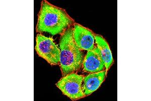 Immunofluorescence analysis of Hela cells using GRIK4 mouse mAb (green). (GRIK4 Antikörper  (AA 21-166))