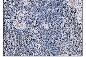 IHC analysis of Fos B/FOSB using anti-Fos B/FOSB antibody (ABIN7599279). (FOSB Antikörper  (AA 1-332))