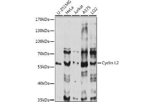 Western blot analysis of extracts of various cell lines, using Cyclin L2 antibody (ABIN7266571) at 1:1000 dilution. (Cyclin L2 Antikörper  (AA 60-150))