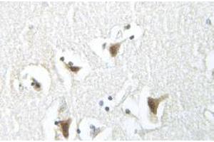 Image no. 2 for anti-Synuclein, alpha (SNCA) antibody (ABIN317944) (SNCA Antikörper)