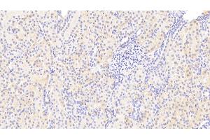 Detection of CREG1 in Human Kidney Tissue using Polyclonal Antibody to Cellular Repressor Of E1A Stimulated Genes 1 (CREG1) (CREG1 Antikörper  (AA 66-196))