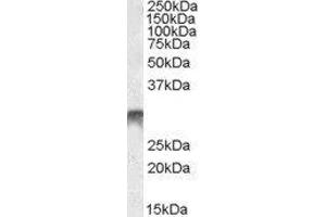 Western Blotting (WB) image for Distal-Less Homeobox 5 (DLX5) peptide (ABIN370284) (Distal-Less Homeobox 5 (DLX5) Peptid)