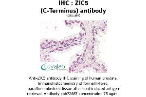 Image no. 1 for anti-Zinc Family Member 5 (ZIC5) (C-Term) antibody (ABIN1740919) (ZIC5 Antikörper  (C-Term))