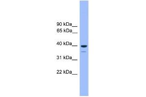 WB Suggested Anti-OR1C1 Antibody Titration: 1. (OR1C1 Antikörper  (C-Term))