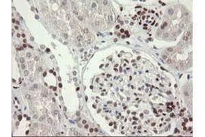 Image no. 6 for anti-Transducin-Like Enhancer of Split 1 (E(sp1) Homolog, Drosophila) (TLE1) (AA 180-460) antibody (ABIN1491049)