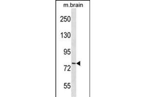 CDH11 Antibody (C-term) (ABIN1537506 and ABIN2850011) western blot analysis in mouse brain tissue lysates (35 μg/lane). (OB Cadherin Antikörper  (C-Term))