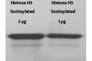 Recombinant Histone H3 biotinylated tested by SDS-PAGE gel. (Histone H3.2 (biotinylated), (full length), (N-Term), (truncated) Protein)