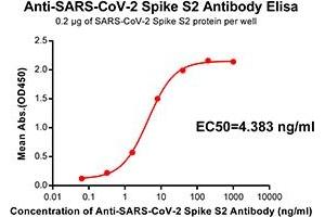 Elisa plate pre-coated by 2 μg/mL(100 μL/well) SARS-CoV-2 Spike S2 protein can bind Rabbit Anti-SARS-CoV-2 Spike S2 monoclonal antibody (clone:DM41) in a linear range of 0. (SARS-CoV-2 Spike Antikörper)