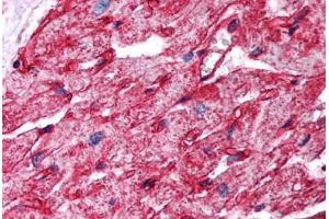 Human Heart (formalin-fixed, paraffin-embedded) stained with CAV1 antibody ABIN294089 at 2. (Caveolin-1 Antikörper  (AA 73-84))