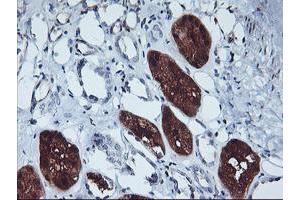 Immunohistochemical staining of paraffin-embedded Human Kidney tissue using anti-GBA3 mouse monoclonal antibody. (GBA3 Antikörper  (AA 1-150, AA 370-469))