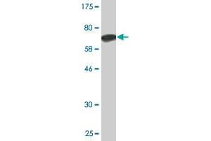 Western Blot detection against Immunogen (68. (ANGPTL5 Antikörper  (AA 1-388))
