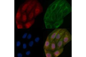 PUF60 Mouse Monoclonal Antibody staining Hela cells by IF/ICC. (PUF60 Antikörper)