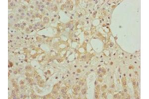 Immunohistochemistry of paraffin-embedded human adrenal gland tissue using ABIN7161608 at dilution of 1:100 (NINL Antikörper  (AA 1-190))