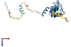 ANKRD49 Protein (AA 1-238) (His tag)