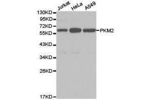 Western Blotting (WB) image for anti-Pyruvate Kinase M2 (PKM2) antibody (ABIN1874149) (PKM2 Antikörper)