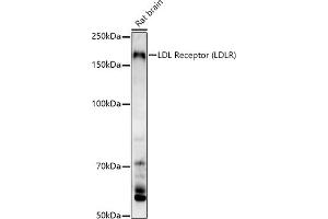 Western blot analysis of extracts of Rat brain, using LDL Receptor (LDLR) antibody (ABIN7268296) at 1:1000 dilution. (LDLR Antikörper  (C-Term))