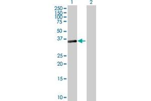 Western Blot analysis of SESN3 expression in transfected 293T cell line by SESN3 MaxPab polyclonal antibody. (SESN3 Antikörper  (AA 1-321))