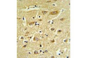 Immunohistochemistry analysis in formalin fixed and paraffin embedded human brain tissue reacted with  HIAT1 Antibody (C-term) followed which was peroxidase conjugated to the secondary antibody and followed by DAB staining. (HIAT1 Antikörper  (C-Term))