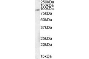 ABIN184593 (1µg/ml) staining of NIH3T3 lysate (35µg protein in RIPA buffer). (STAT3 Antikörper  (C-Term))