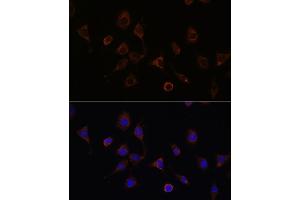 Immunofluorescence analysis of L929 cells using NFS1 Rabbit pAb (ABIN6130225, ABIN6144595, ABIN6144597 and ABIN6222373) at dilution of 1:100 (40x lens). (NFS1 Antikörper  (AA 208-457))
