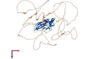 EOMES Protein (AA 1-686) (His tag)
