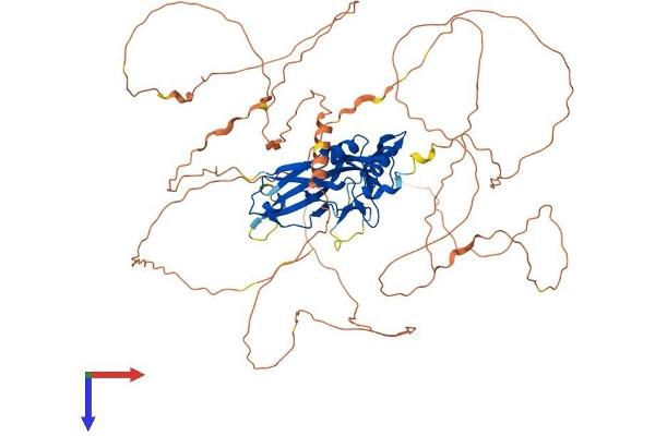 EOMES Protein (AA 1-686) (His tag)