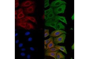 ABIN6257631 and ABIN6274765 staining Hela cells by IF/ICC. (RPL10A Antikörper  (C-Term))