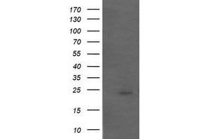 Image no. 1 for anti-Amyloid P Component, Serum (APCS) antibody (ABIN1500899) (APCS Antikörper)