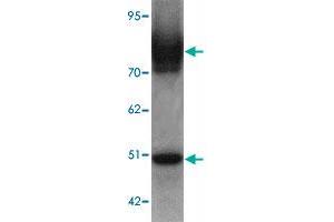 Western blot analysis of SLC39A6 in mouse lung tissue lysate with SLC39A6 polyclonal antibody  at 1 ug/mL. (SLC39A6 Antikörper  (Internal Region))
