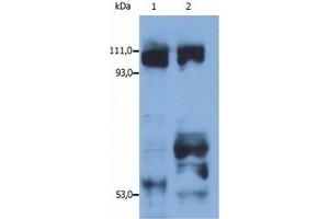 Image no. 1 for anti-Kinesin Family Member 5B (KIF5B) (AA 331-906) antibody (ABIN238341)