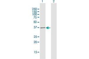 Western Blot analysis of EXTL2 expression in transfected 293T cell line by EXTL2 MaxPab polyclonal antibody. (EXTL2 Antikörper  (AA 39-330))