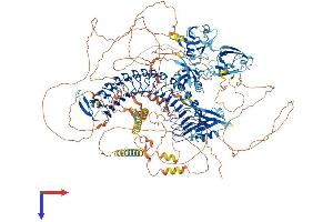 SCRIB Protein (AA 1-1612) (His tag)
