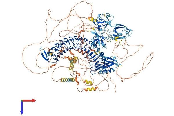 SCRIB Protein (AA 1-1612) (His tag)