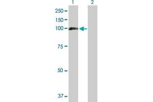 Western Blot analysis of MTHFD1 expression in transfected 293T cell line by MTHFD1 MaxPab polyclonal antibody. (MTHFD1 Antikörper  (AA 1-935))