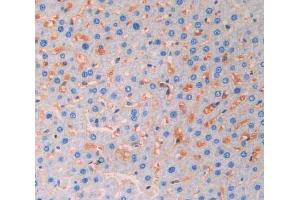 IHC-P analysis of liver tissue, with DAB staining. (FGF13 Antikörper  (AA 1-192))