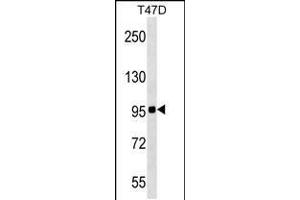 Western blot analysis in T47D cell line lysates (35ug/lane). (ZNF606 Antikörper  (N-Term))