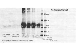 Image no. 1 for anti-Albumin (ALB) antibody (HRP) (ABIN799625) (Albumin Antikörper  (HRP))