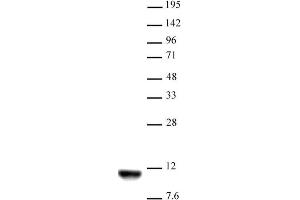 Histone H4K20me2 antibody (mAb) tested by Western blot. (Histone H4 Antikörper  (2meLys20))