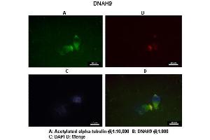 DNAH9 antibody  (C-Term)