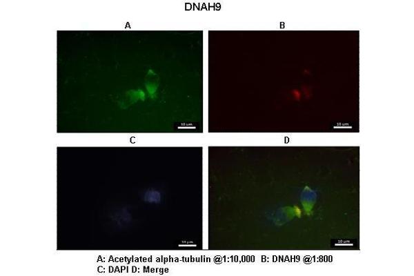 DNAH9 antibody  (C-Term)
