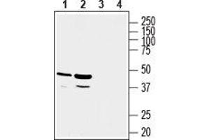 Western blot analysis of rat kidney (lanes 1 and 3) and rat liver (lanes 2 and 4) lysates: - 1, 2.