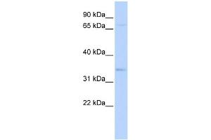 WB Suggested Anti-CHRFAM7A Antibody Titration:  0.