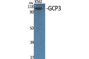Western Blot (WB) analysis of specific cells using GCP3 Polyclonal Antibody. (FOLH1B Antikörper  (Internal Region))